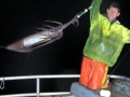 Humboldt Squid