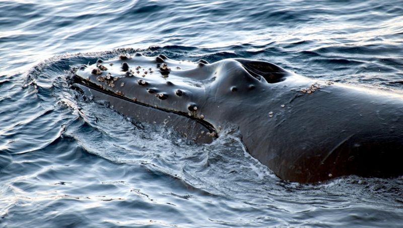 Humpback Whale