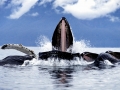 Humpback Whale