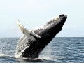 Humpback Whale
