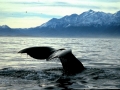 Humpback Whale