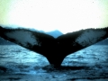Humpback Whale