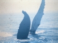 Humpback Whale