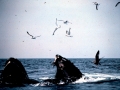 Humpback Whale
