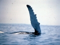Humpback Whale