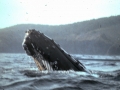 Humpback Whale