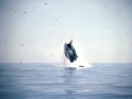 Humpback Whale