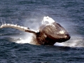 Humpback Whale