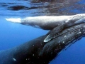 Humpback Whale