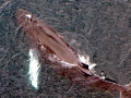 Humpback Whale