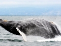 Humpback Whale