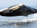 Humpback Whale