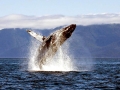 Humpback Whale