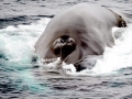 Humpback Whale