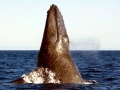 Humpback Whale