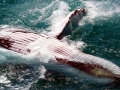 Humpback Whale