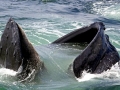 Humpback Whale