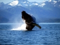 Humpback Whale