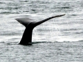 Humpback Whale