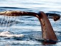 Humpback Whale