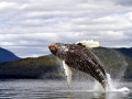 Humpback Whale