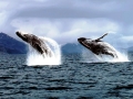 Humpback Whale