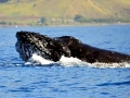 Humpback Whale