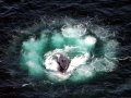 Humpback Whale