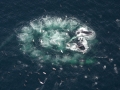 Humpback Whale