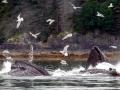 Humpback Whale