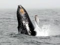 Humpback Whale