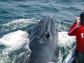 Humpback Whale