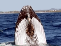 Humpback Whale