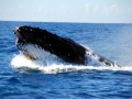 Humpback Whale