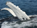 Humpback Whale