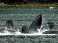 Humpback Whale