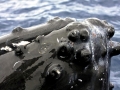 Humpback Whale