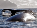 Humpback Whale