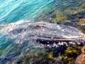 Humpback Whale