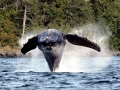 Humpback Whale