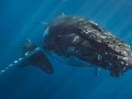 Humpback Whale