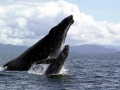 Humpback Whale