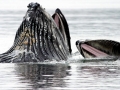 Humpback Whale