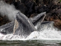 Humpback Whale