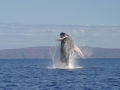 Humpback Whale