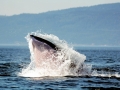 Humpback Whale