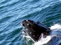 Humpback Whale