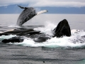 Humpback Whale