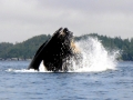 Humpback Whale