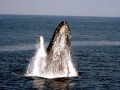 Humpback Whale